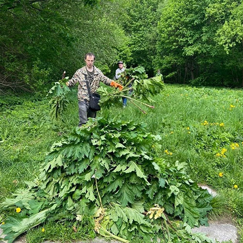 Заказать уничтожение борщевика Майский