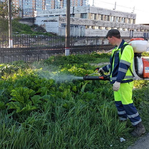 Заказать уничтожение борщевика Мамоново