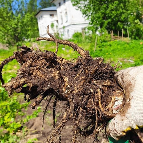 Заказать уничтожение борщевика Красновишерск