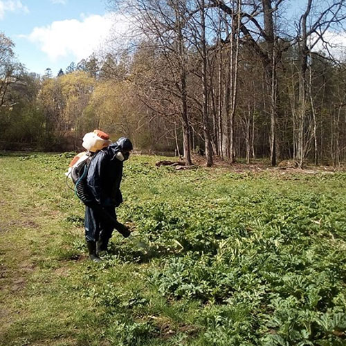 Заказать уничтожение борщевика Калтан