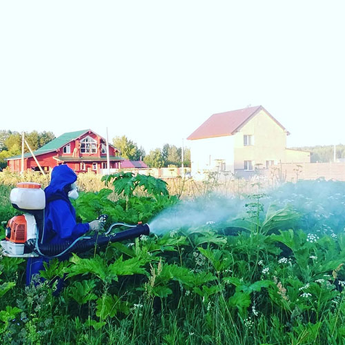 Заказать уничтожение борщевика Лесозаводск