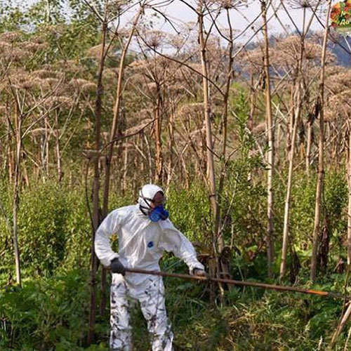 Заказать уничтожение борщевика Лебедянь